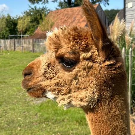 Apartmán Tiny House Alpakablick - Inklusive Gratis Alpaka Meet & Greet *