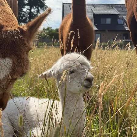 Tiny House Alpakablick - Inklusive Gratis Alpaka Meet & Greet Apartmán