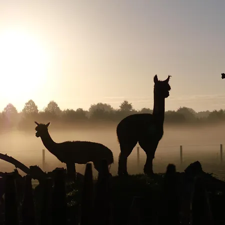 Apartmán Tiny House Alpakablick - Inklusive Gratis Alpaka Meet & Greet *
