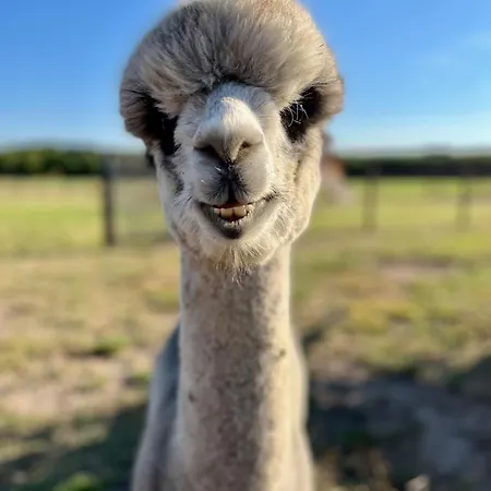 Tiny House Alpakablick - Inklusive Gratis Alpaka Meet & Greet