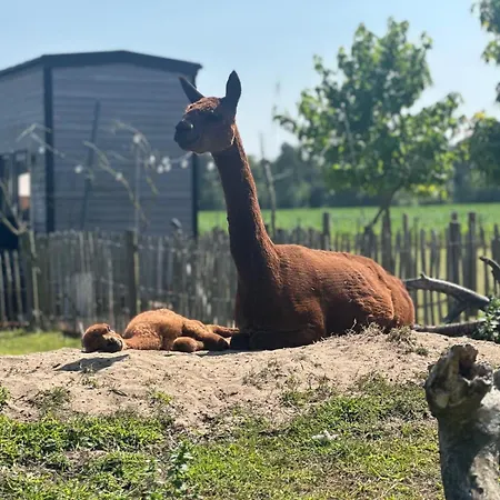 Tiny House Alpakablick - Inklusive Alpaka Meet & Greet An Bestimmten Terminen דירה