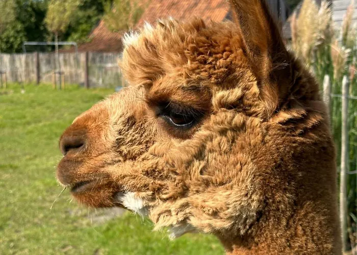 דירה Tiny House Alpakablick - Inklusive Alpaka Meet & Greet An Bestimmten Terminen *