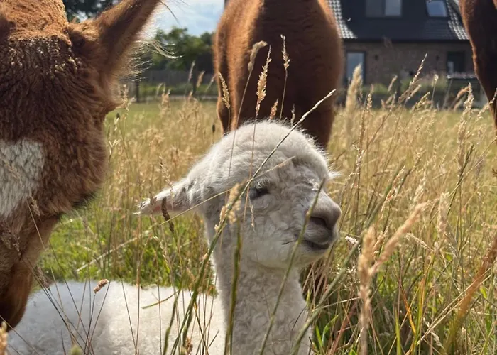 Tiny House Alpakablick - Inklusive Gratis Alpaka Meet & Greet Apartamento