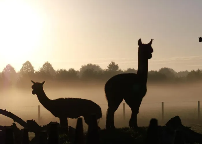 דירה Tiny House Alpakablick - Inklusive Alpaka Meet & Greet An Bestimmten Terminen *