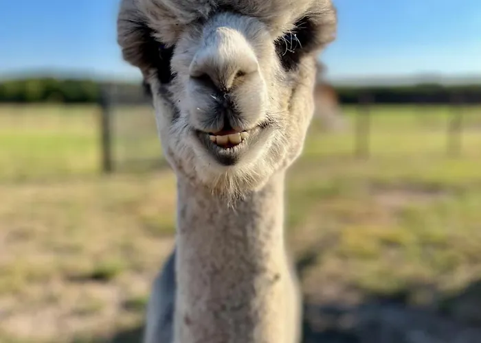 Tiny House Alpakablick - Inklusive Gratis Alpaka Meet & Greet