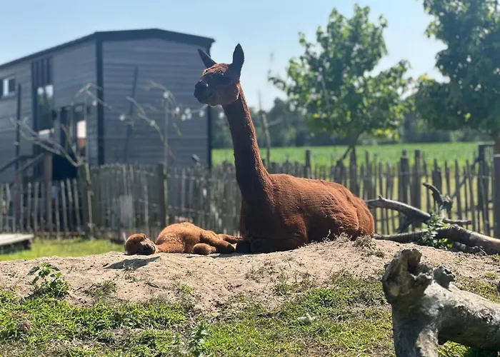 Tiny House Alpakablick - Inklusive Alpaka Meet & Greet An Bestimmten Terminen דירה