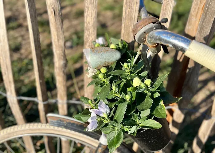 דירה Tiny House Alpakablick - Inklusive Alpaka Meet & Greet An Bestimmten Terminen *